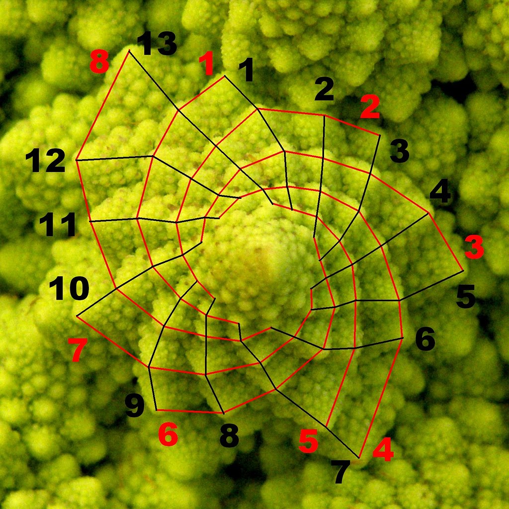 Fibonacci in Nature harmonic patterns